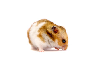 Golden hamster isolated on white