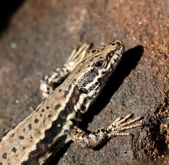 lézard des murailles