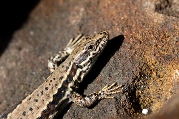 lézard des murailles