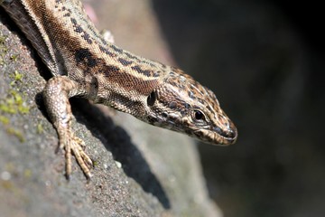 lézard des murailles
