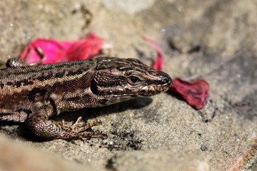 lézard des murailles