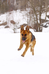 German Shepherd dog, running on the snow