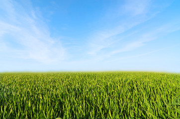 Meadow with green grass and blue sky with clouds