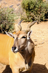 Eland