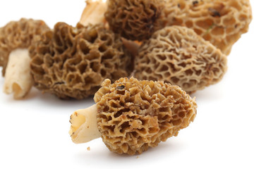 Morilles