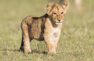 Lion Cub