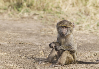 Fototapeta premium Little Monkey