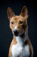 Basenji-dog on the black background