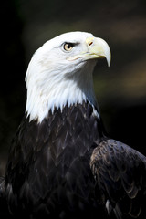 American Bald Eagle