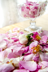 Pink rose petals