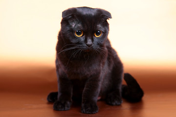 Black scottish fold cat