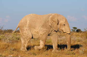 Fototapeta na wymiar White Elephant, Etosha National Park, Namibia