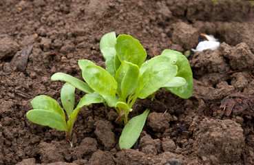 sugar beet