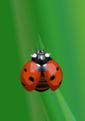 Fototapeta premium Realistic ladybug