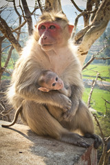 mother and baby monkey in india
