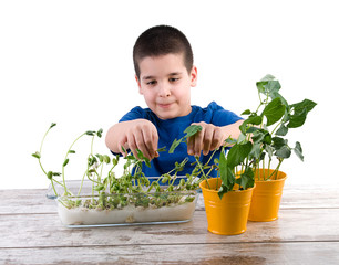 Plant Cultivation Experiment