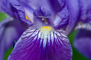 Close up of iris