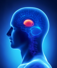 Obraz premium Brain BASAL GANGLIA anatomy - cross section