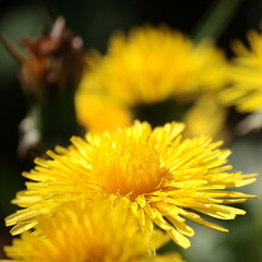 close up of dandelion flowers
