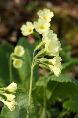oxlips