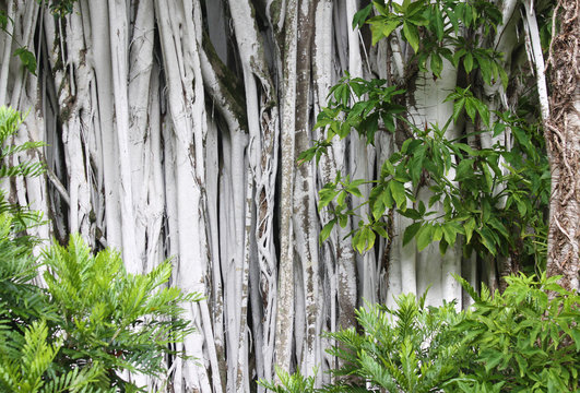 Fototapeta White tree in tropical forest
