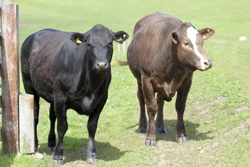 Junge Kühe auf dem Dörnberg