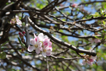 Fototapeta na wymiar Almond Tree Orchard