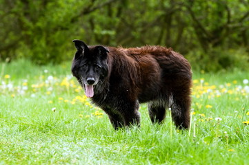 Alter Schäferhund