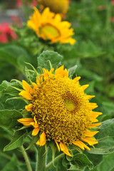 Fototapeta premium Sunflowers