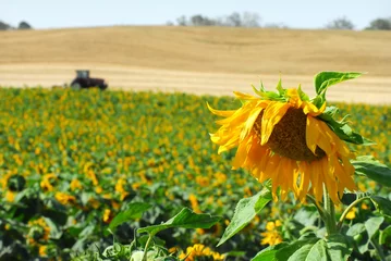 Papier Peint Lavable Tournesol Sunflower Field