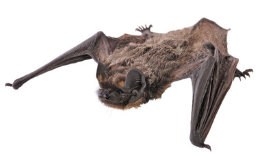 Animal little brown bat. Isolated on white.	