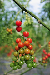 Orchard Growing Tree Tomatoes
