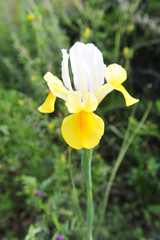 Fototapeta na wymiar Yellow White Iris Flower