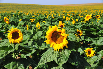 Sunflower Field