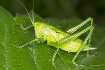 a close-up of a green grasshopper sitting on  leaf