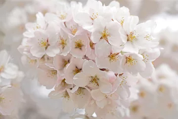Kissenbezug Viele Kirschblütenblätter 1 © ihot