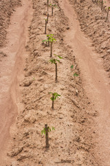 young cassava field