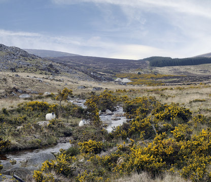 County Wicklow mountains, cheep