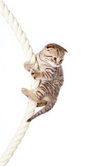 Scottish fold kitten climbing on rope isolated on  white backgro © Oksana Kuzmina
