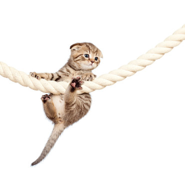 Scottish fold kitten climbing on rope isolated on  white backgro