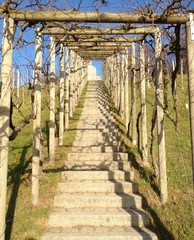 Fototapeta na wymiar Kamienne schody pod winorośli