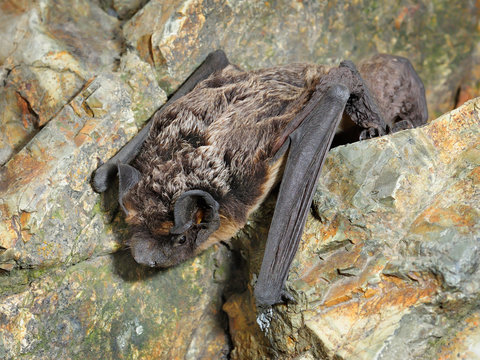 Animal little brown Bat sits on the stones. 