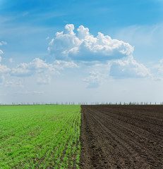 green and black ploughed field under blue sky