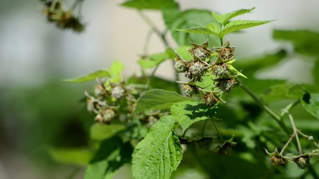 Unripe cluster of raspberry by closeup