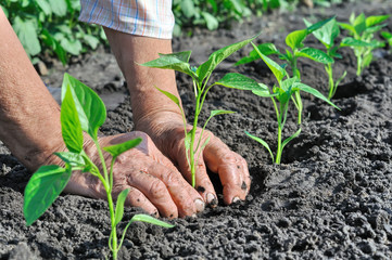planting a pepper seedling