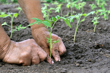 planting a tomatoes seedling