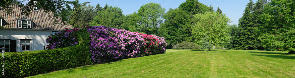 Wall mural rhododendrons in a park