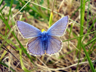 Male Common Blue Butterfly (Polyommatus icarus)