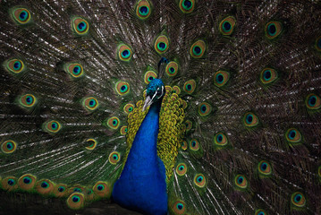 Obraz premium Peacock in Zoo