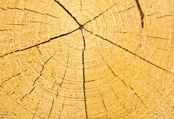 Fototapeta premium wooden cut texture